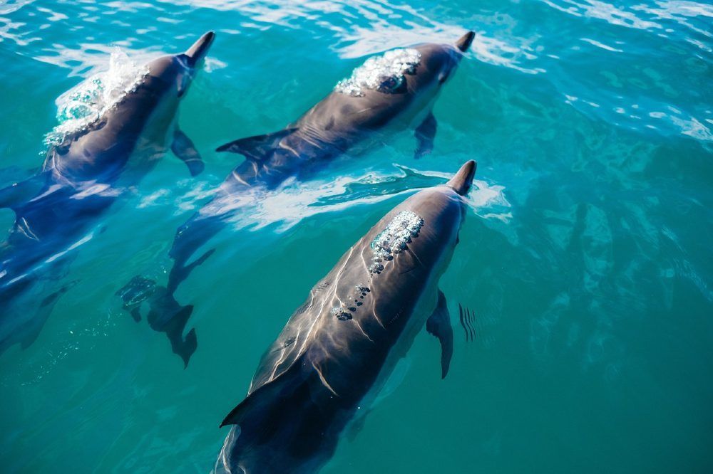 Medio ambiente, conservación y amenazas en la costa de Trafalgar